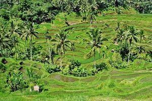 Bali Paisaje verde