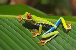 COSTA RICA