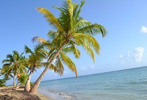 Oferta viajes Samana Palmeras