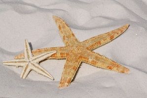 Estrellas Samaná