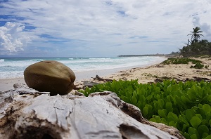 OFERTA PUNTA CANA NOW LARIMAR Oferta Viajes 3.0